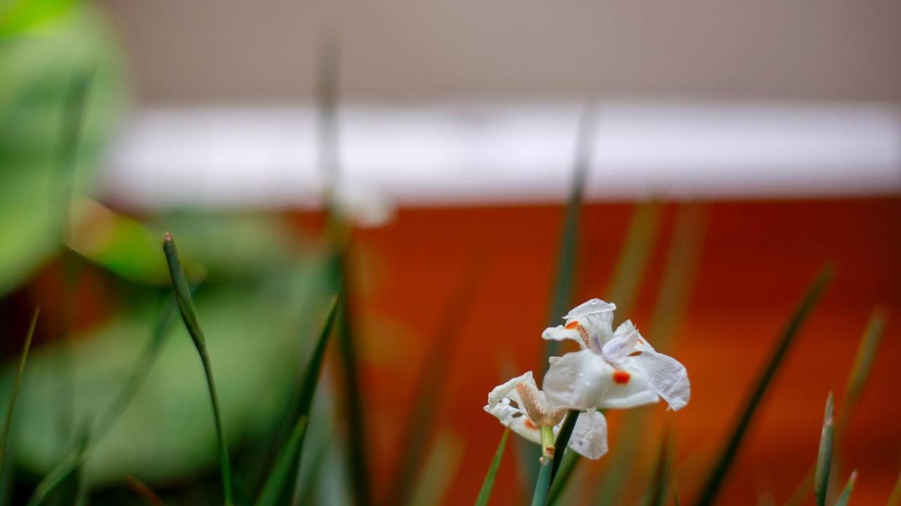 Pousada Flor De Anis Alto Paraiso de Goias Exterior photo